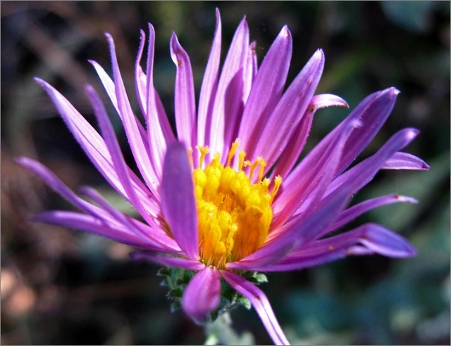 sm 837 California Aster.jpg - California Aster (Lessingia filaginifolia var. californica): The flower is similar to the common aster but the foliage is grey & wooly.